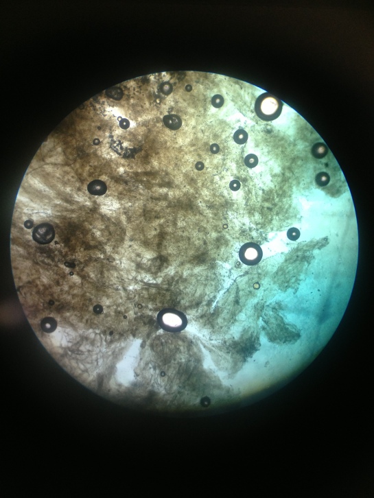 DNA  di pomodoro al microscopio